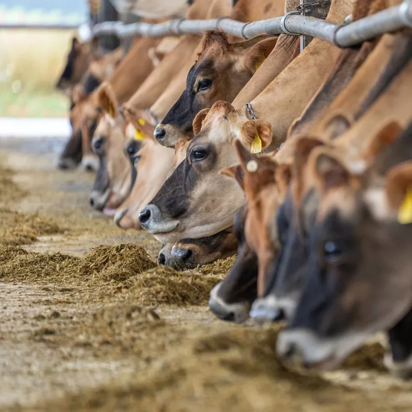 glikol paszowy jako surowiec do pasz dla zwierząt hodowlanych