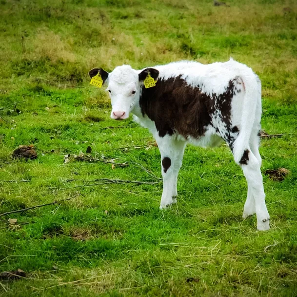 glikol paszowy w hodowli bydła